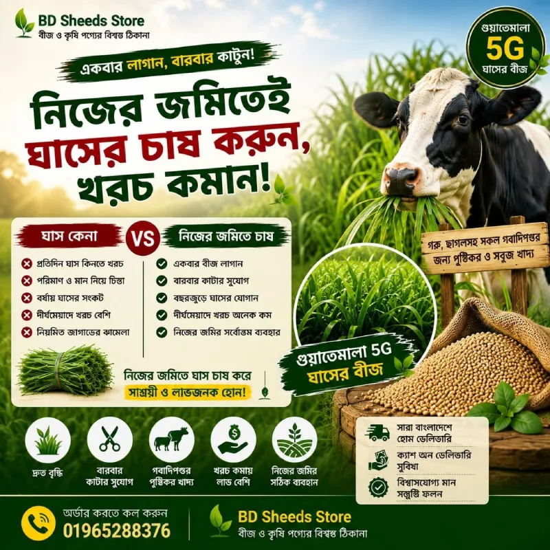 5G গুয়াতেমালা ঘাসের বীজ
