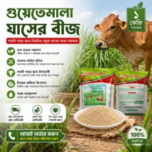 গুয়াতেমালা ঘাস বীজ ১ কেজি